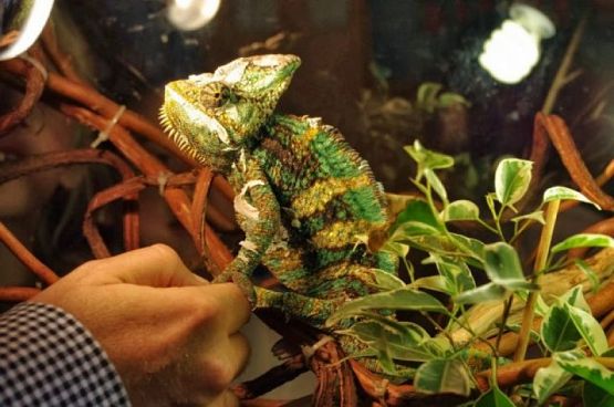  Grafika #10: ŻYWA LEKCJA PRZYRODY grafika