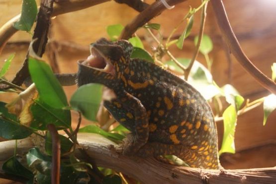  Grafika #12: ŻYWA LEKCJA PRZYRODY grafika