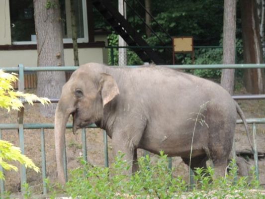  Grafika #12: Wycieczka do ZOO w Gdańsku Oliwie grafika