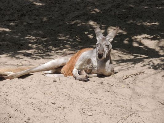  Grafika #13: Wycieczka do ZOO w Gdańsku Oliwie grafika
