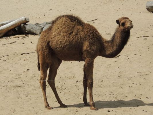  Grafika #14: Wycieczka do ZOO w Gdańsku Oliwie grafika