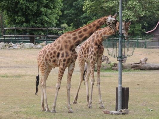  Grafika #15: Wycieczka do ZOO w Gdańsku Oliwie grafika