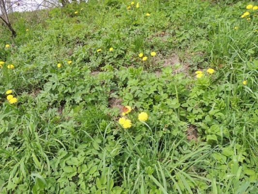  Grafika #3: Wiosna w pełni grafika