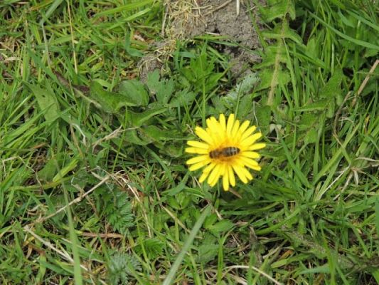  Grafika #5: Wiosna w pełni grafika