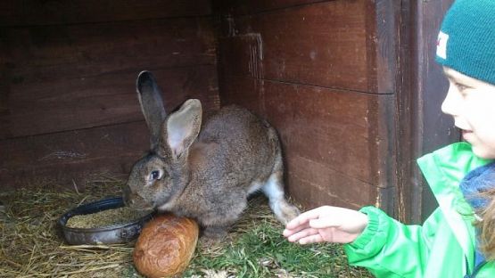  Grafika #0: Wizyta w schronisku dla zwierząt grafika