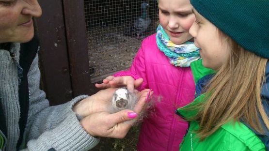  Grafika #1: Wizyta w schronisku dla zwierząt grafika