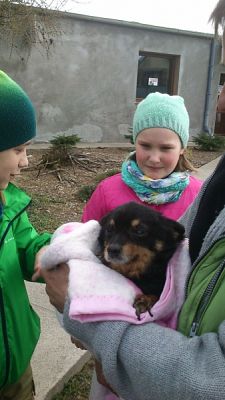  Grafika #4: Wizyta w schronisku dla zwierząt grafika