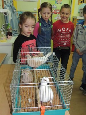  Grafika #1: Klasowy zwierzyniec grafika