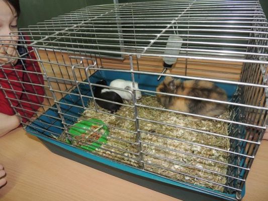  Grafika #3: Klasowy zwierzyniec grafika