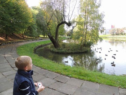  Grafika #5: Tropem jesieni - przyrodniczy spacer po parku grafika