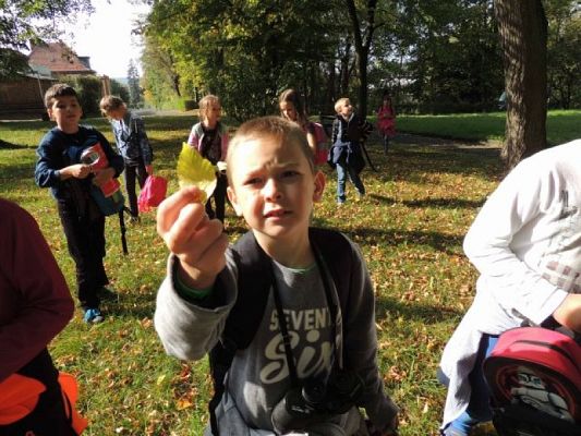  Grafika #8: Tropem jesieni - przyrodniczy spacer po parku grafika