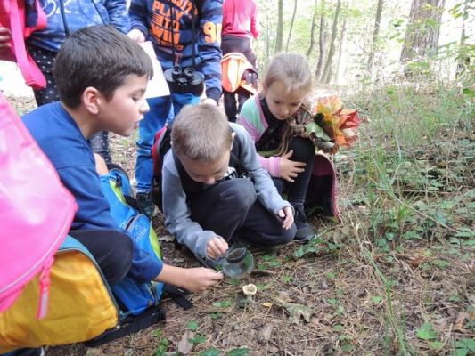  Grafika #13: Tropem jesieni - przyrodniczy spacer po parku grafika