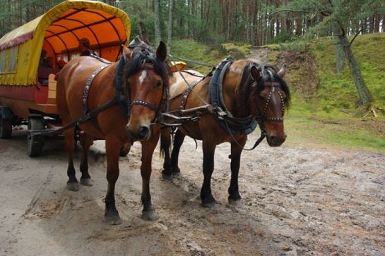Grafika #5: Wyjazd klas I-III do Słajszewa grafika