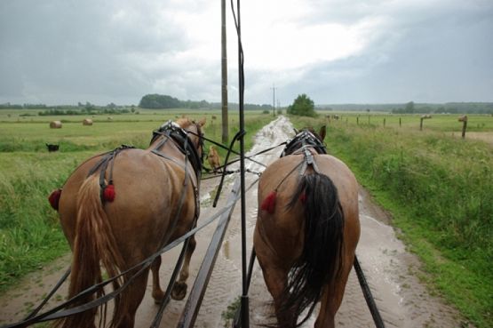 Grafika #19: Wyjazd klas I-III do Słajszewa grafika