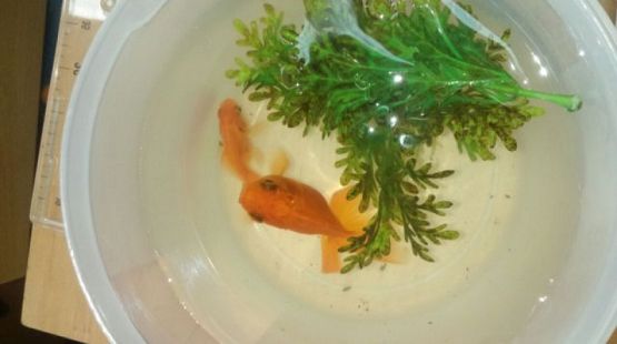  Grafika #7: Zwierzaki słodziaki grafika