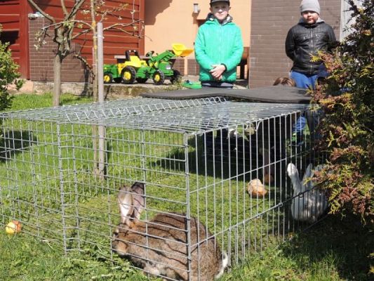  Grafika #3: Wizyta w schronisku dla zwierząt grafika