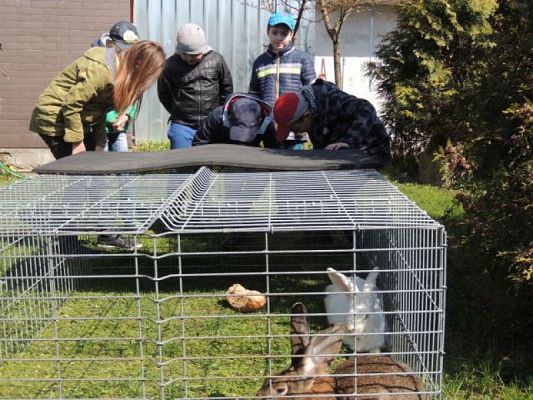  Grafika #4: Wizyta w schronisku dla zwierząt grafika