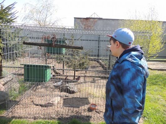  Grafika #5: Wizyta w schronisku dla zwierząt grafika