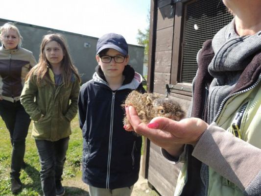  Grafika #10: Wizyta w schronisku dla zwierząt grafika