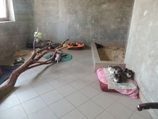  Grafika #11: Wizyta w schronisku dla zwierząt grafika