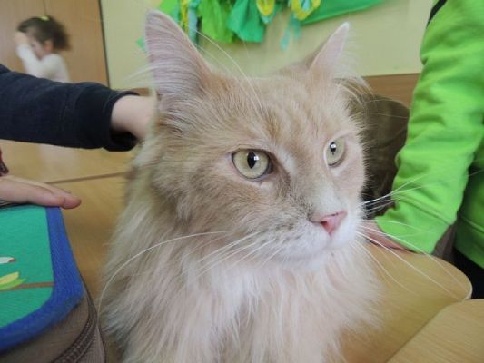  Grafika #0: Wyjątkowe zwierzaki u naszych pierwszaków grafika