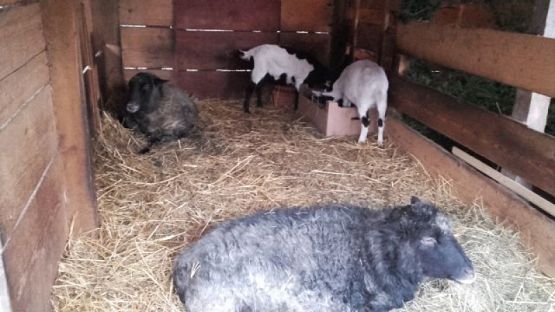  Grafika #2: Pierwszaki na Przystanku Świętego Mikołaja grafika