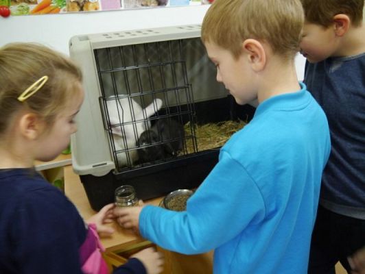  Grafika #6: Nietypowi goście w IIIb grafika