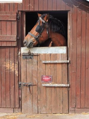  Grafika #7: Wycieczka integracyjna klas I do Runowa grafika