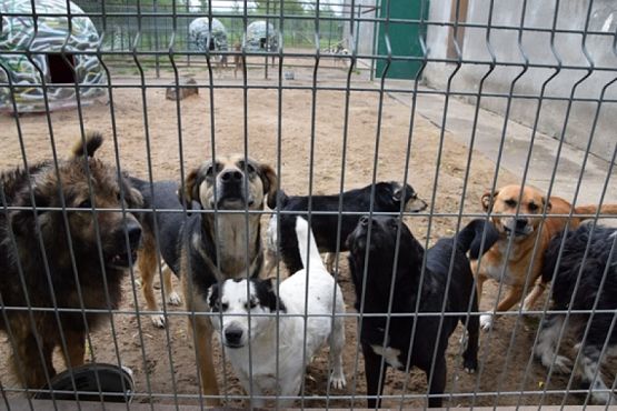  Grafika #0: ZBIÓRKA DLA SCHRONISKA grafika