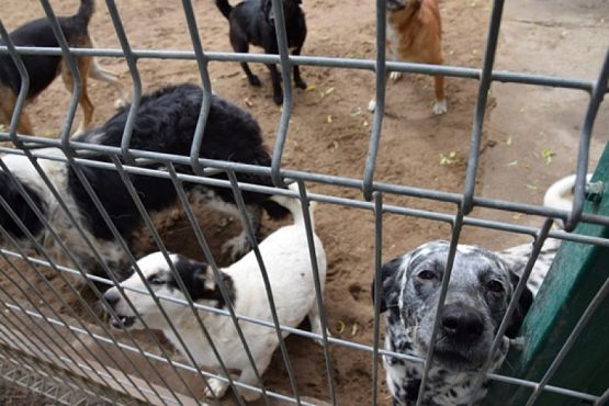  Grafika #3: ZBIÓRKA DLA SCHRONISKA grafika