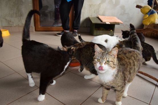  Grafika #4: ZBIÓRKA DLA SCHRONISKA grafika