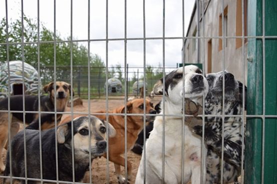  Grafika #5: ZBIÓRKA DLA SCHRONISKA grafika