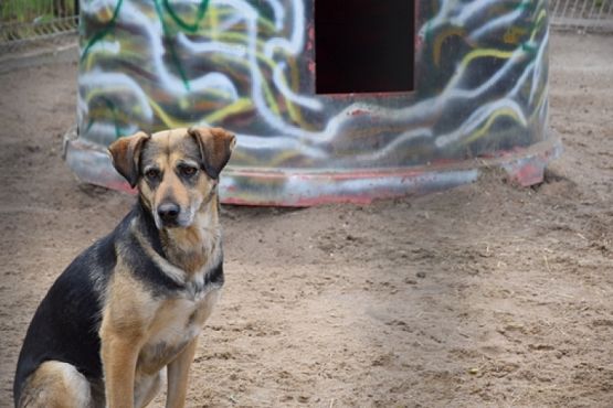  Grafika #6: ZBIÓRKA DLA SCHRONISKA grafika