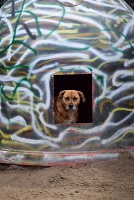  Grafika #7: ZBIÓRKA DLA SCHRONISKA grafika