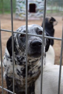  Grafika #8: ZBIÓRKA DLA SCHRONISKA grafika