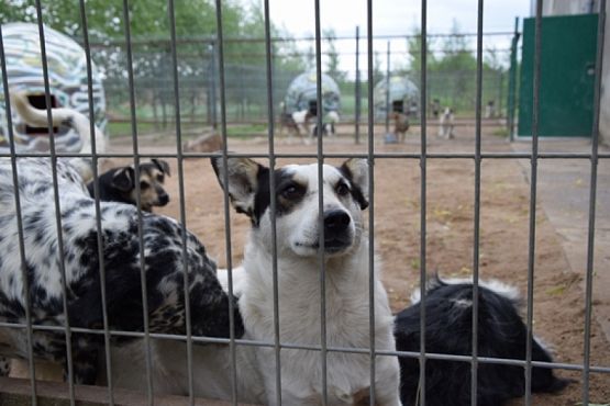  Grafika #9: ZBIÓRKA DLA SCHRONISKA grafika