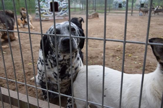  Grafika #10: ZBIÓRKA DLA SCHRONISKA grafika