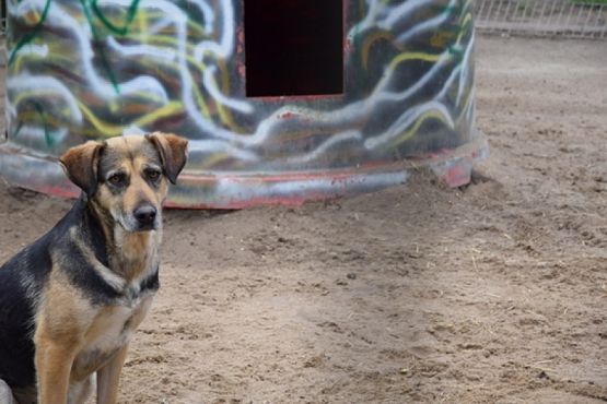  Grafika #11: ZBIÓRKA DLA SCHRONISKA grafika