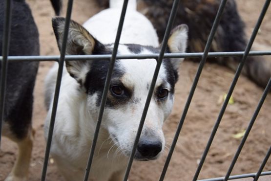  Grafika #13: ZBIÓRKA DLA SCHRONISKA grafika