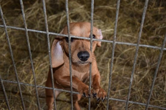  Grafika #15: ZBIÓRKA DLA SCHRONISKA grafika