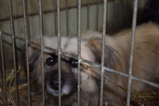  Grafika #16: ZBIÓRKA DLA SCHRONISKA grafika