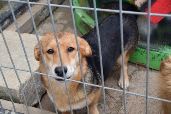  Grafika #17: ZBIÓRKA DLA SCHRONISKA grafika