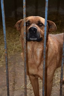  Grafika #18: ZBIÓRKA DLA SCHRONISKA grafika