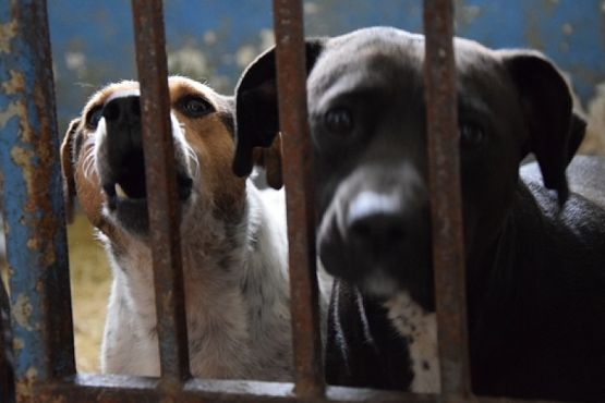  Grafika #20: ZBIÓRKA DLA SCHRONISKA grafika