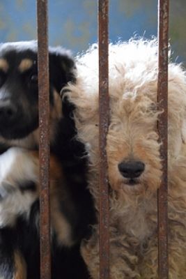  Grafika #21: ZBIÓRKA DLA SCHRONISKA grafika