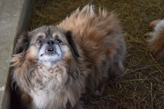  Grafika #22: ZBIÓRKA DLA SCHRONISKA grafika