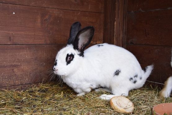  Grafika #23: ZBIÓRKA DLA SCHRONISKA grafika