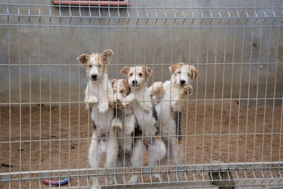  Grafika #24: ZBIÓRKA DLA SCHRONISKA grafika