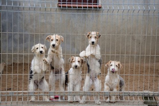  Grafika #25: ZBIÓRKA DLA SCHRONISKA grafika