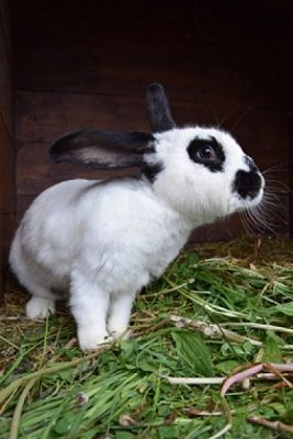  Grafika #26: ZBIÓRKA DLA SCHRONISKA grafika